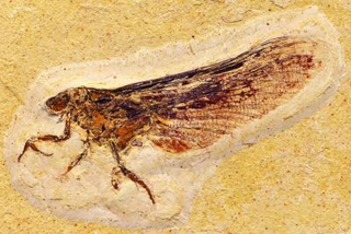 Illustration for article titled This ancient insect was a chimera